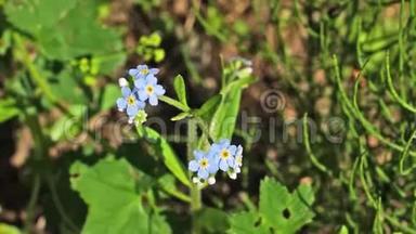 小小的蓝色野花