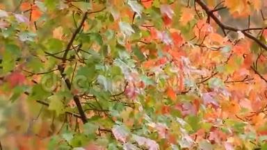 风日，<strong>吹</strong>红、橙、黄颜色鲜艳的<strong>树叶</strong>