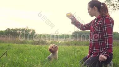 日落时分，女孩和一只狗在大自然中玩耍。 狗约克郡猎犬在大自然生活方式中玩<strong>接球</strong>
