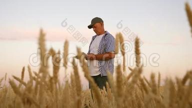 有平板电脑的商人评估粮食收成。 收获谷物。 农民带着平板电脑在麦田工作。 业务