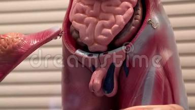 人体内脏器官模型.
