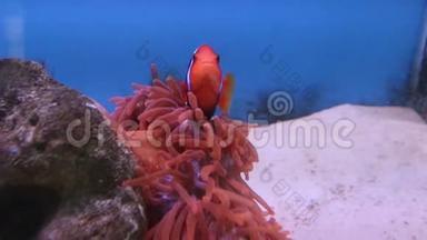 珊瑚中形状<strong>奇特</strong>的红海鱼