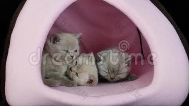 小猫睡在粉红色的宠物帐篷里