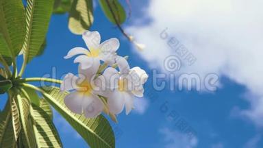 在蓝天与云彩的映衬下，一<strong>朵朵</strong>白色的佛兰吉帕尼花合在一起