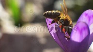 两只蜜蜂降落在紫色的花朵上
