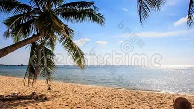 风灾棕榈枝在蓝天海滩上弯曲