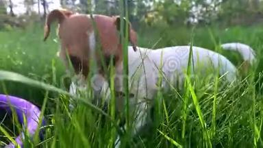 可爱的小狗杰克罗素在清新的夏日草地上