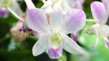 <strong>美丽的</strong>白色和紫色<strong>的</strong>兰花在花园里<strong>绽放</strong>，自然背景