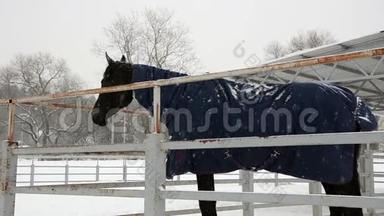 黑马。 冬季寒冷的雪天，黑马在农场的运动图片。