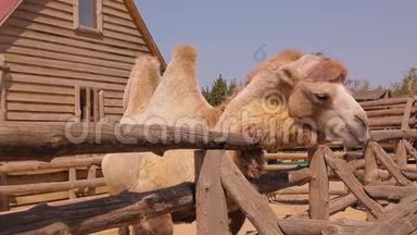 靠近<strong>骆驼</strong>吃，<strong>骆驼</strong>在动物园里吃，<strong>骆驼</strong>在木制鸟舍后面吃，一只干净的大<strong>骆驼</strong>