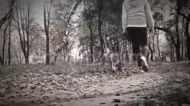秋天公园的老电影《女孩与小猎犬在散步》