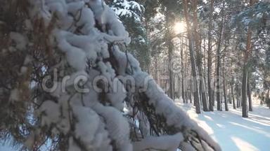 寒冷的一天，在白雪皑皑的冬天，底部看森林日落，在美丽的风景中晒太阳。 冬天的松阳林