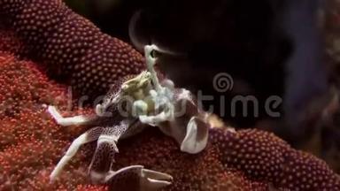 美丽的<strong>小螃蟹</strong>在海葵表面。
