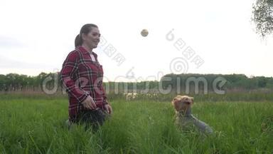 日落时分，女孩和一只狗在大自然中玩耍。 狗约克郡的猎犬在玩捉生活方式，在大自然中<strong>打球</strong>