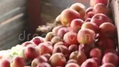 在苹果汁生产中分拣苹果，红园苹果