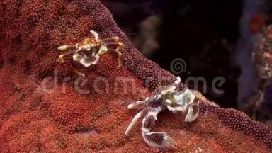 美丽的小螃蟹在海葵表面。