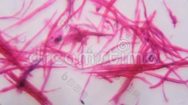 显微镜下的平滑肌分离-抽象粉红线