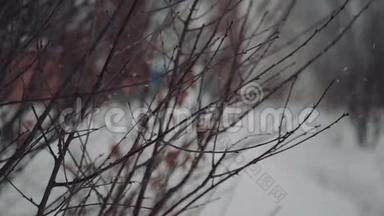 雪落在松枝上.. 雪花飘落在松枝上，创造出一幅美丽的冬天画卷