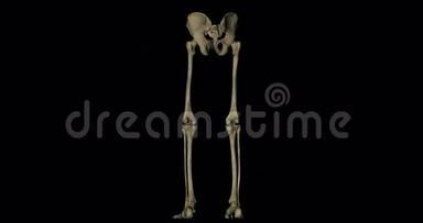 人体骨盆和腿部骨骼
