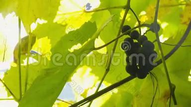 近景拍摄美丽的葡萄藤和成熟的葡萄对抗日落