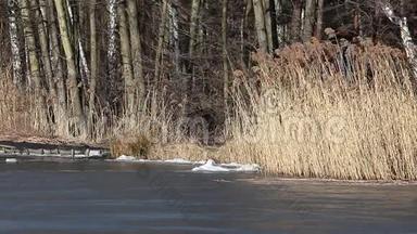 波兰波戈里亚三世湖中的普通芦苇（芦苇）。