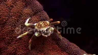 美丽的<strong>小螃蟹</strong>在海葵表面。