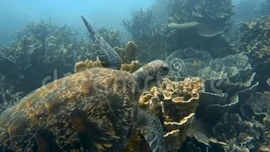 海龟在珊瑚礁上方<strong>游动</strong>
