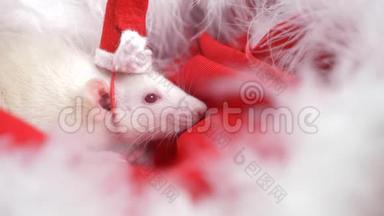 戴着小帽子的白鼠圣诞老人从红色背景的圣诞老人帽子里望了望。 圣诞卡。 2020年的象征