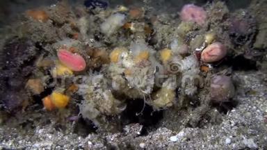 雷杜萨装饰螃蟹坎波西亚雷杜萨专业伪装螃蟹，它通常只能识别当它移动