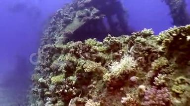 在红海的背景景观下，沉船上明亮的绿色珊瑚。