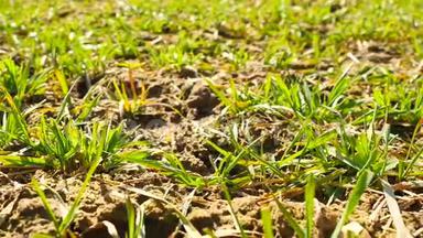 春生麦田，小苗在风中移动.. 不规则的微风吹动麦叶，农业的春天