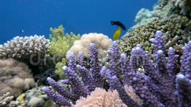 在珊瑚礁上游泳的鱼海、金龟子、黑龟子和比科洛河