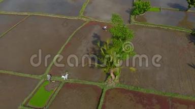 一群农民在一片充满水的大田上种植水稻。 前往巴厘岛