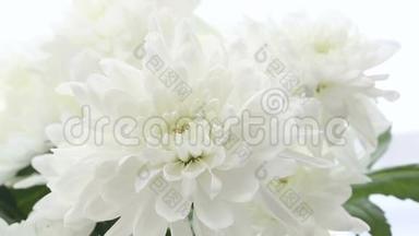 白色背景上美丽的花束白色菊花。 框架大小<strong>各不相同</strong>。