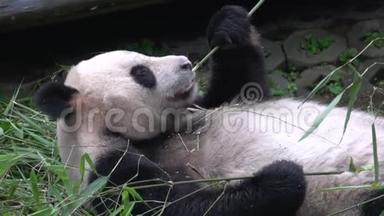 熊猫在中国成都躺着吃竹子