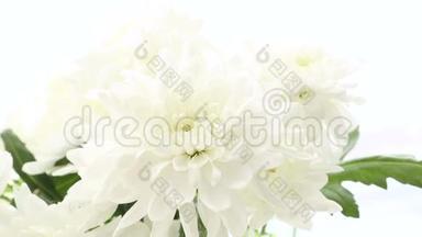 白色背景上美丽的花束白色菊花。 框架大小<strong>各不相同</strong>。