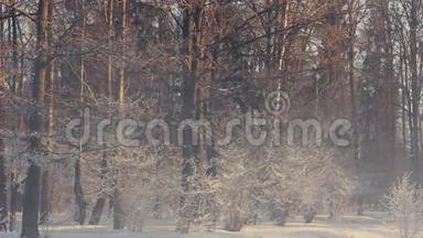 冬季公园。 冬天公园里薄雾般的早晨。 冬天公园里白雪覆盖的树木