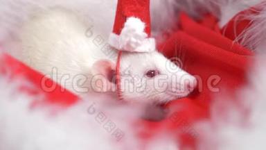 戴着小帽子的白鼠<strong>圣诞</strong>老人从<strong>红色背景</strong>的<strong>圣诞</strong>老人帽子里望了望。 <strong>圣诞</strong>卡。 2020年的象征