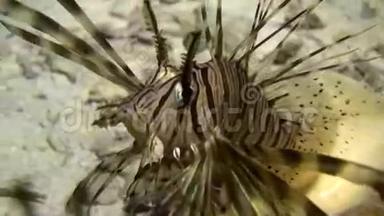 海贝附近的蝎子鱼，以红海海底的沙底为背景。