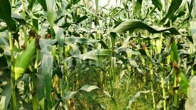 准备收割的玉米穗，玉米地，玉米农场.. 农业理念，农业<strong>产业</strong>理念..