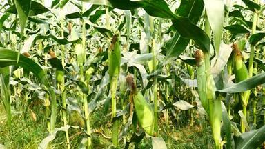 准备收割的玉米穗，玉米地，玉米农场.. 农业理念，农业产业理念..