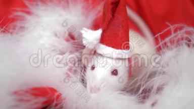 戴着小帽子的白鼠圣诞老人从红色背景的圣诞老人帽子里望了望。 圣诞卡。 2020年的象征