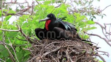厄瓜多尔加拉帕戈斯国家公园北西摩岛雄壮箭鸟