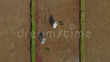 一群农民在一片充满水的大<strong>田</strong>上种植水稻。 前往巴厘岛