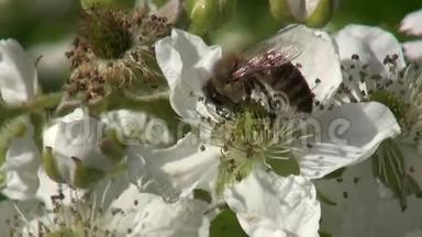 黑莓(Rubuscaesius)开花，蜜蜂采蜜