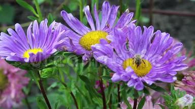 工人蜜蜂在<strong>紫色的花朵</strong>上