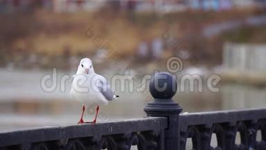 阴天河上铁<strong>栏</strong>杆上的海鸥和大城市景观背景。 吃面<strong>包</strong>的鸟。