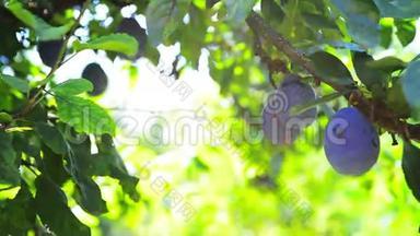 成熟的李子果实在果园的树枝上，在一个明亮的夏天，阳光照耀。