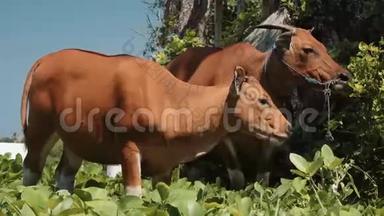 <strong>两头</strong>巴厘岛班腾<strong>奶牛</strong>站在草地上吃树旁的叶子