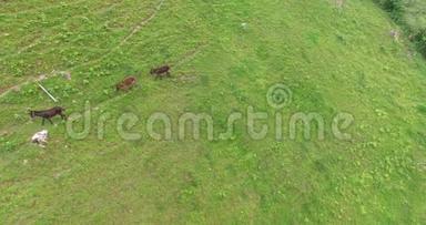 野驴在草地上，漫步野驴牧场，在奥地利阿尔卑斯山